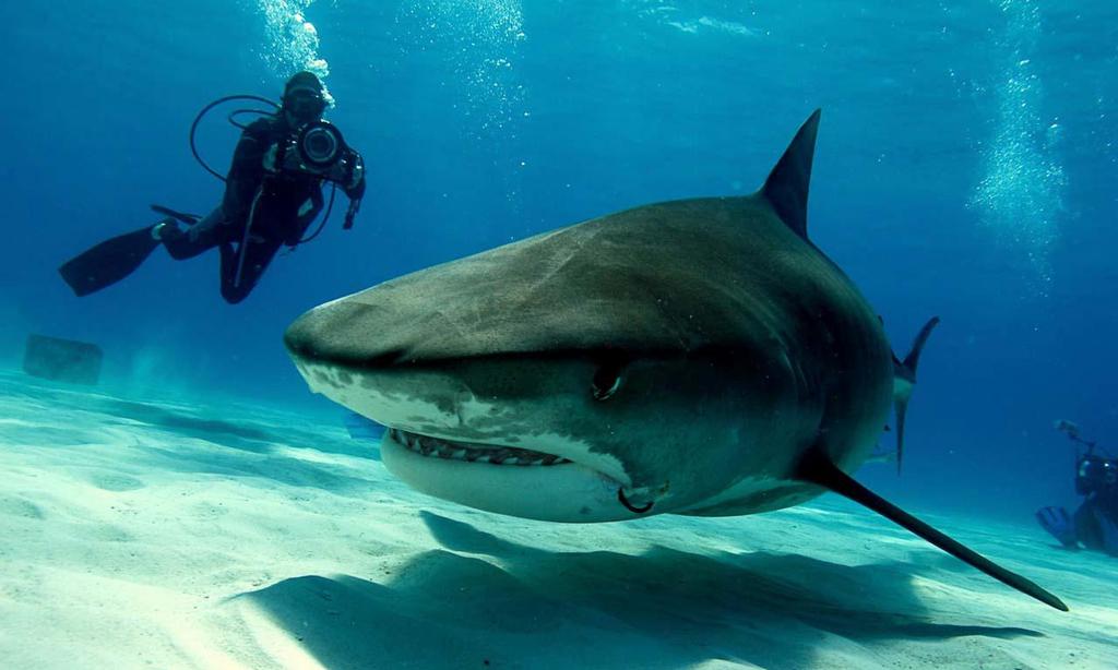 Guy Harvey Photographing Tiger Shark in Bahamas © Guy Harvey Research Institute